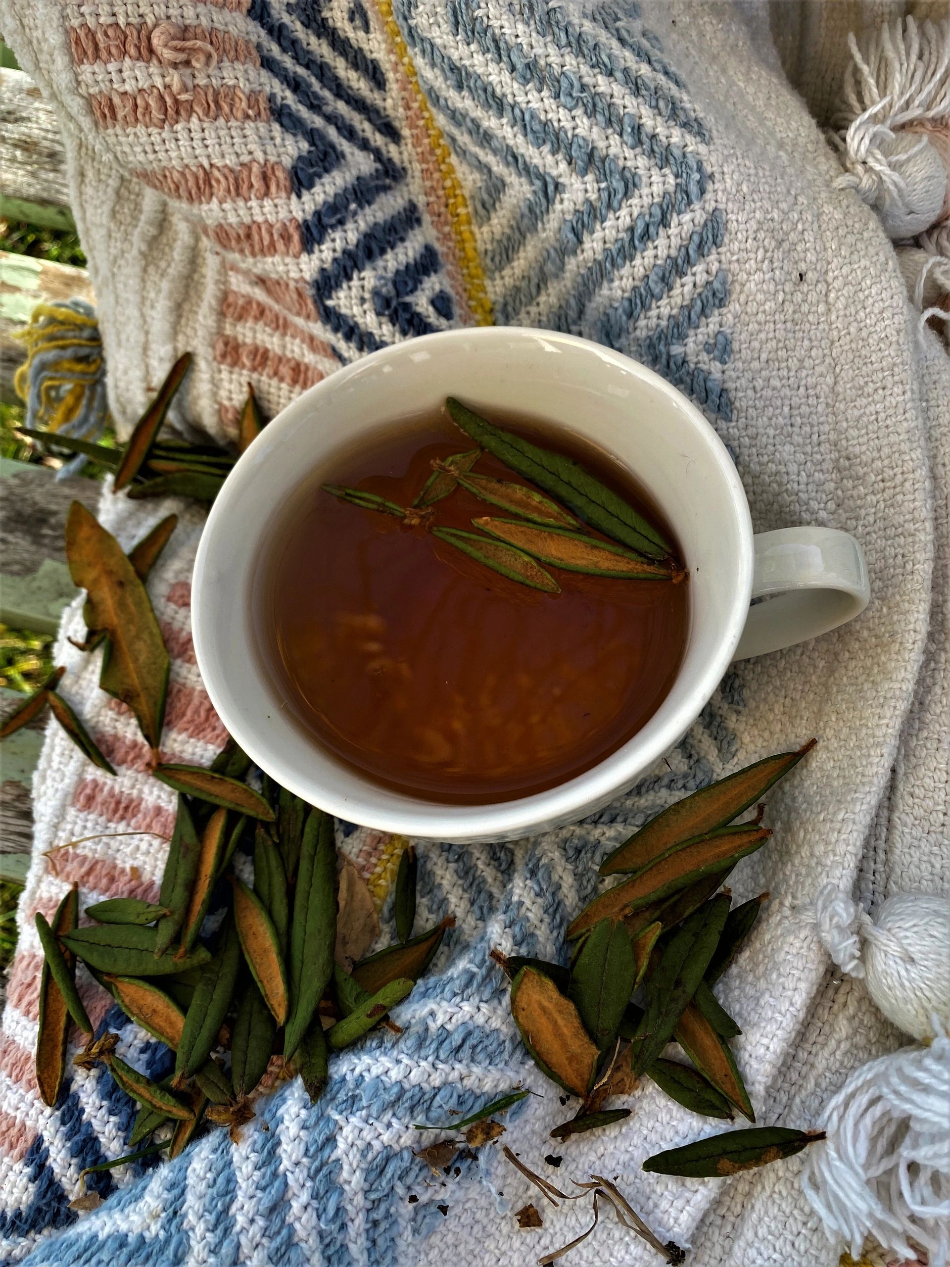 Thé du Labrador séché — Minuepak, aromate boréal — 30 g